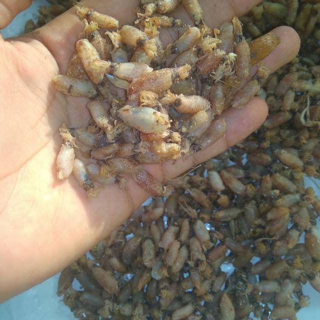 

Baby Cumi ukuran 0.5_ 1 cm 250 gr