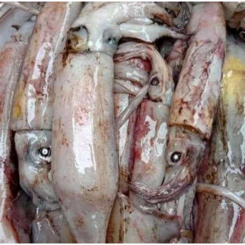 

cumi condom besar 1 kilo isi 2