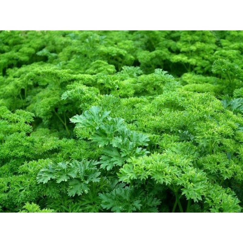 Benih Parsley Moss Curled - Benih Sayuran