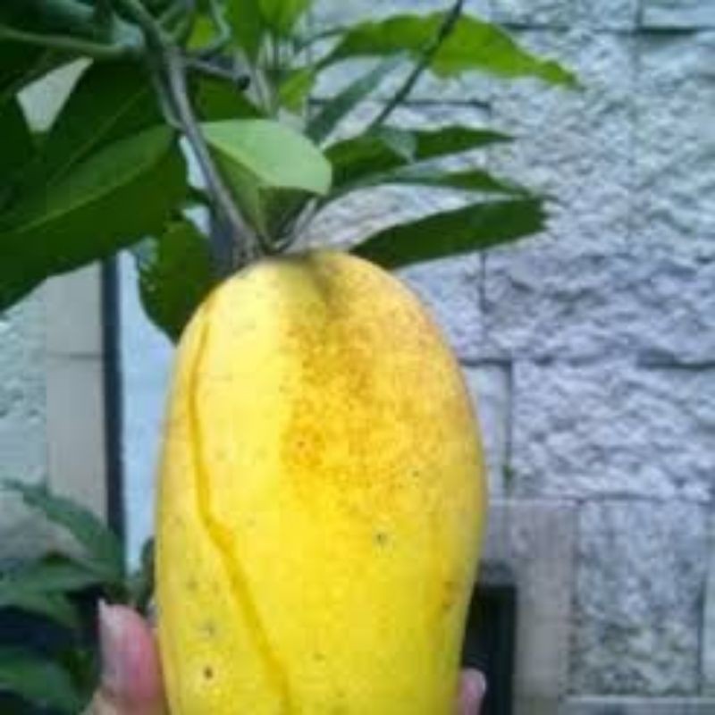

mangga golden isi 2
