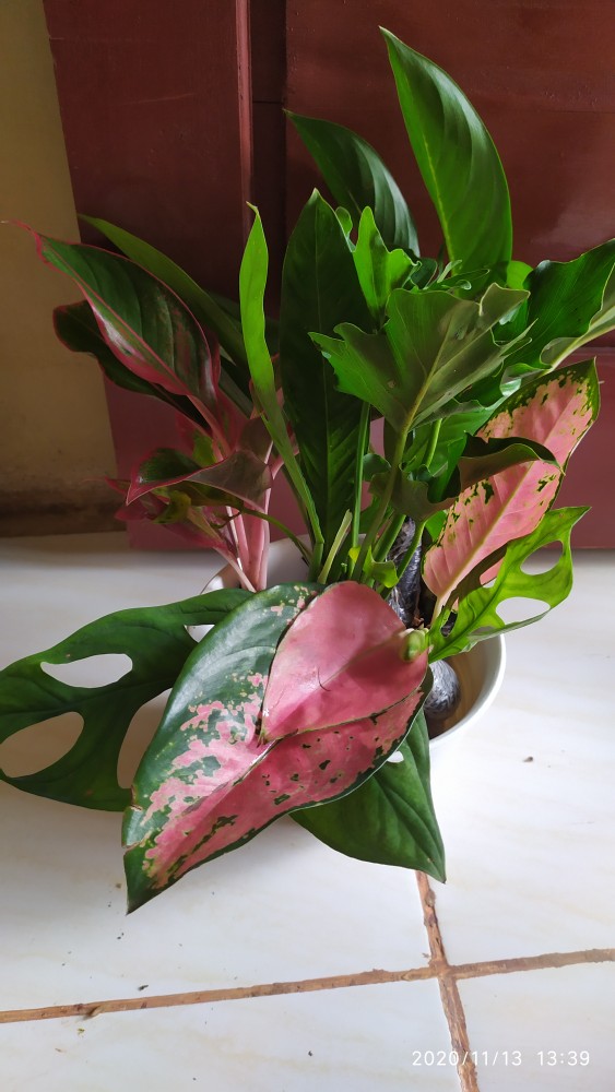 Tanaman Hias Monstera Janda Bolong