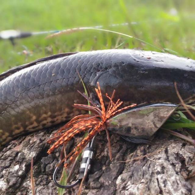 i_frogylure