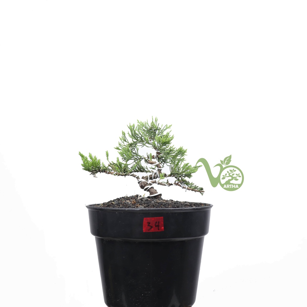 Bahan Bonsai Cemara Sinensis 34