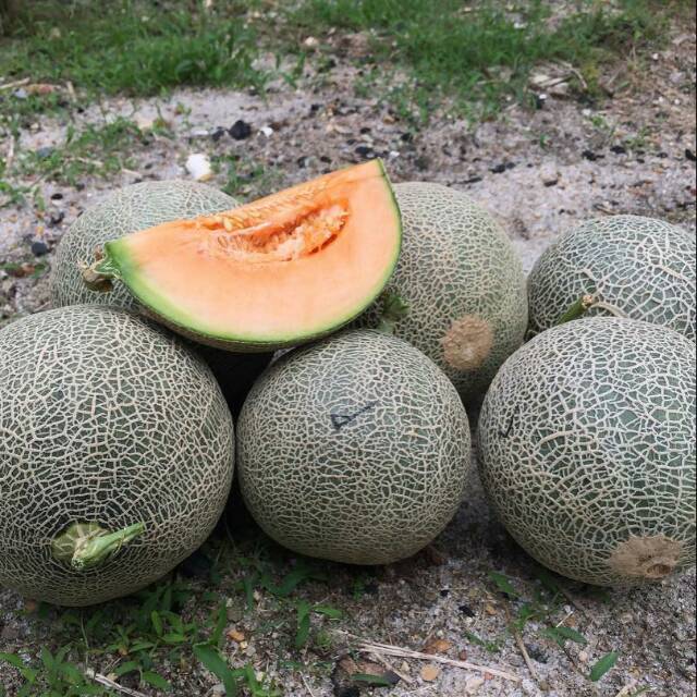 Benih melon madu erni f1