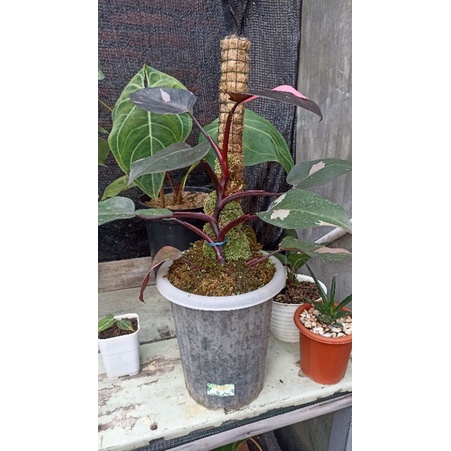 Philodendron Pink Princes