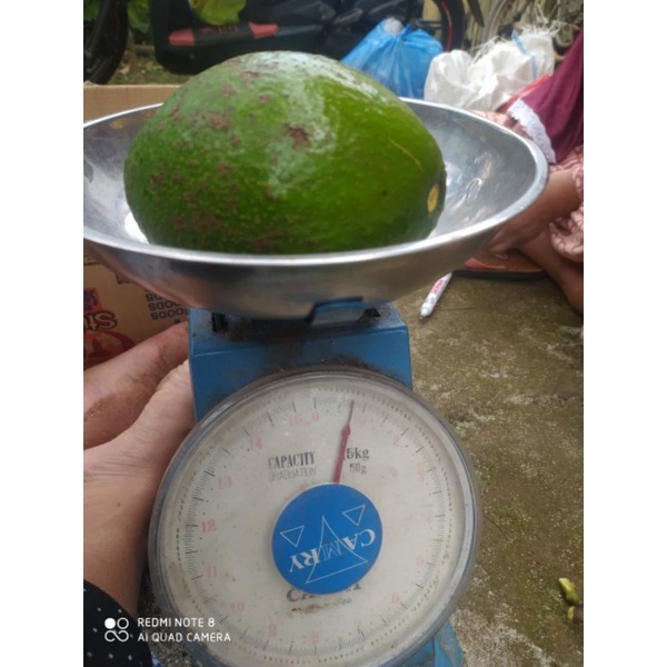 

alpukat mentah