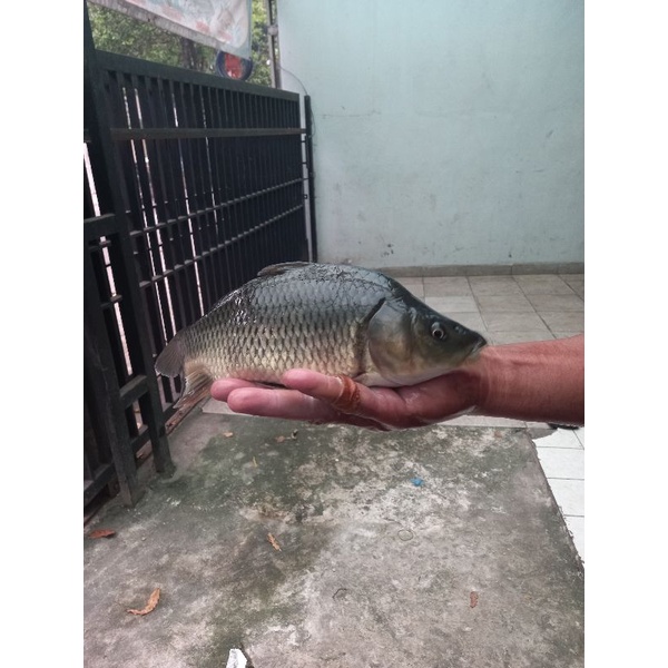 

ikan mas aegar