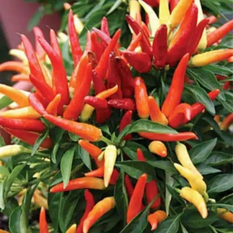 pohon cabe rawit/ pohon cabe ijo/cabe setan cepat berbuah