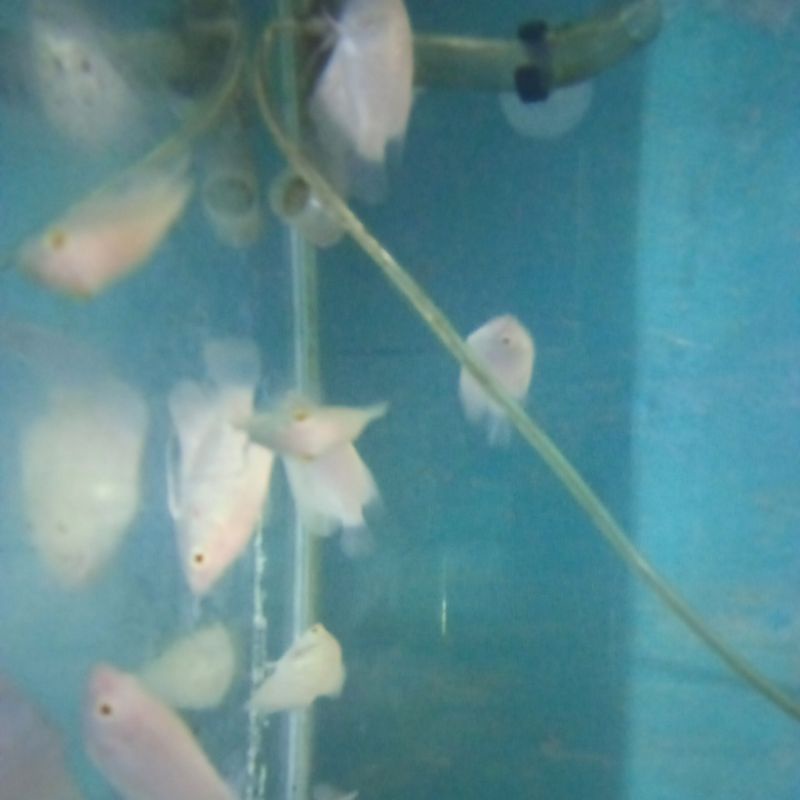 Gurame albino mata merah