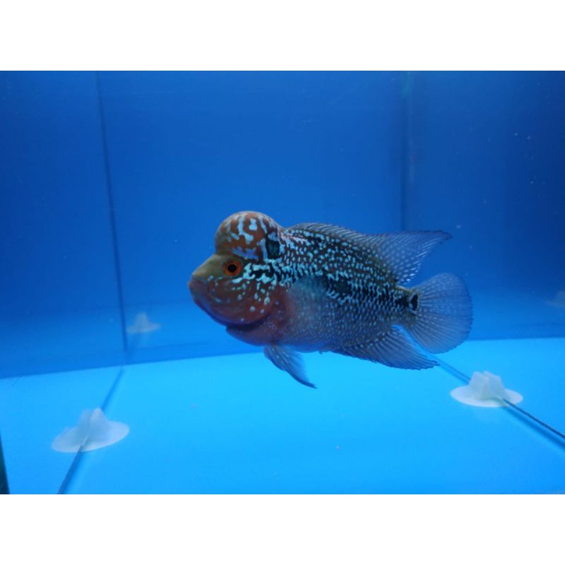 

Louhan srd, srm, cencu