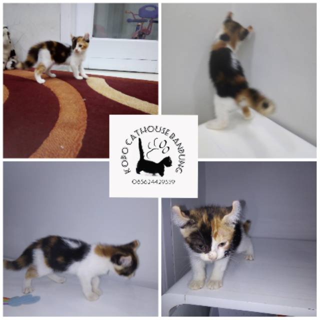 Kitten kucing american curl 3bln