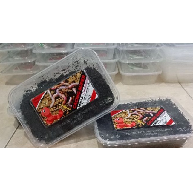 cacing tanah super / cacing merah