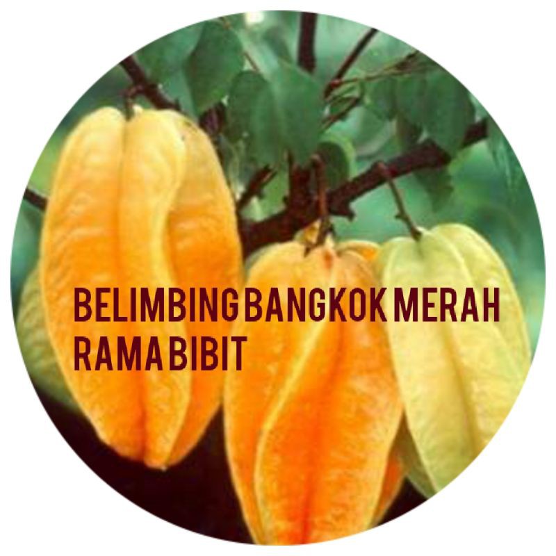 bibit belimbing Bangkok merah