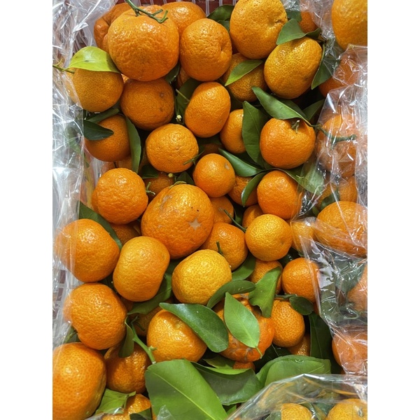 

JERUK SHANTANG MITSUI MANISS