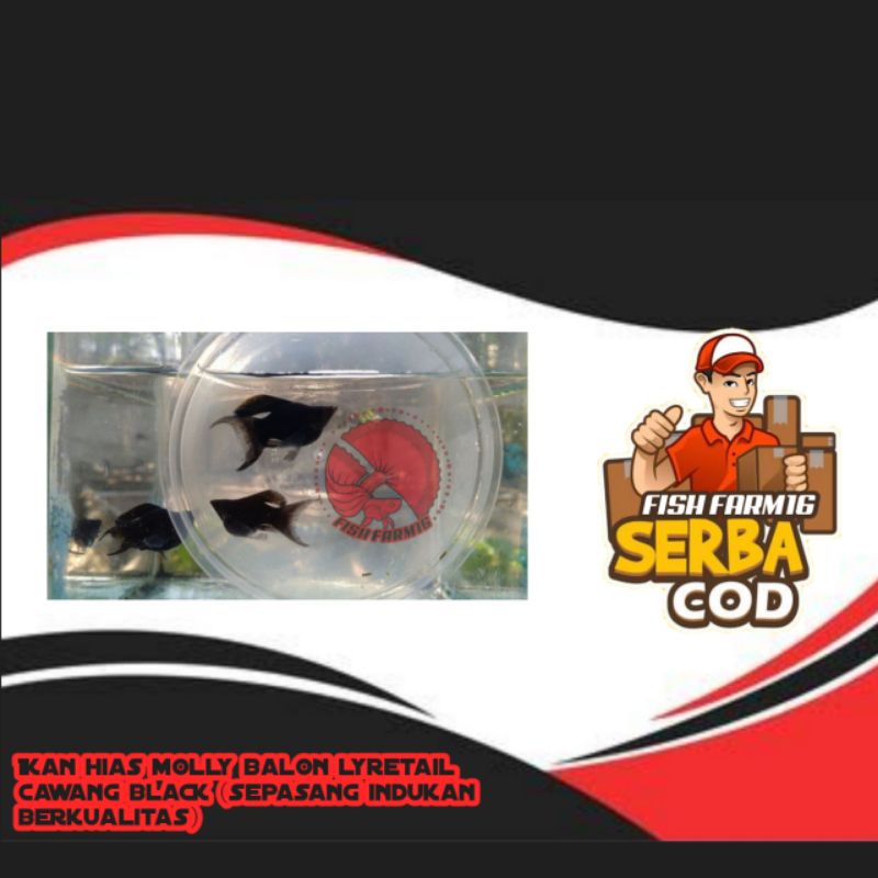 molly balon lyretail Cawang black (sepasang indukan berkualitas) // ikan hias (harga promo)