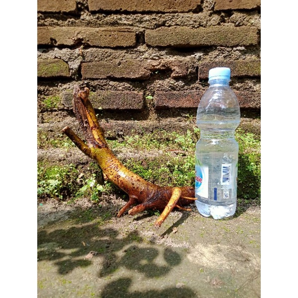 bahan bonsai loa fresh dongkel real pict