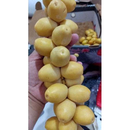 

PO kurma muda barhie kemuning