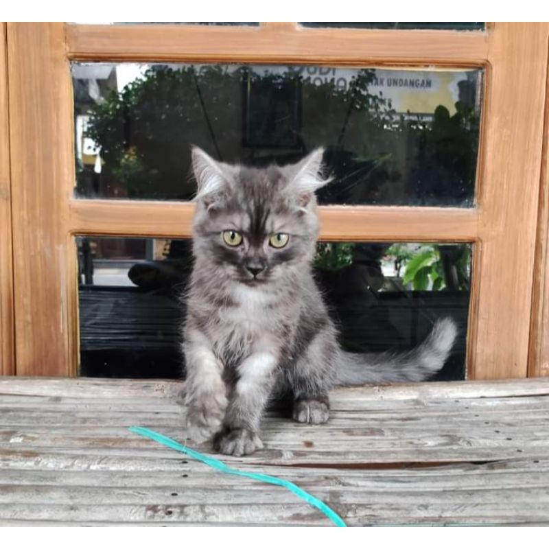 kucing anggora