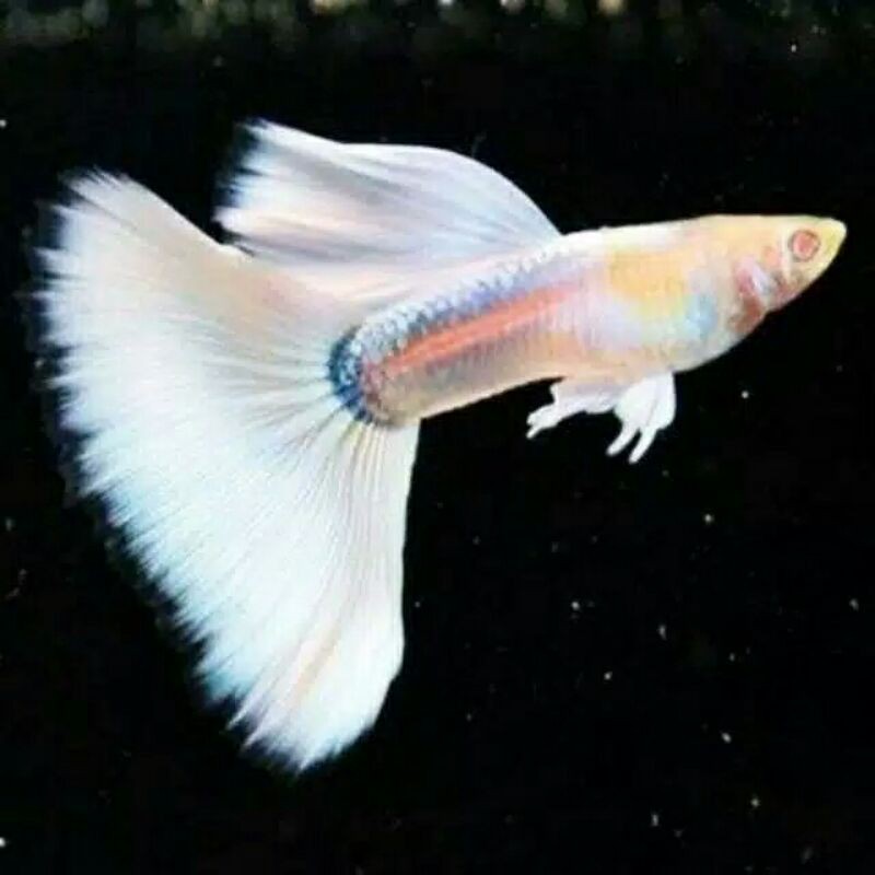 ikan guppy albino full platinum sepasang