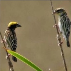 burung manyar sepasang