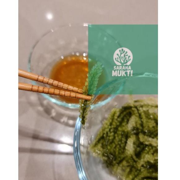 

[KODE MMN9C] Anggur laut/ Green Caviar/ Latoh/ Lawi lawi/ Sea Grapes (Caulerpa Sp.)