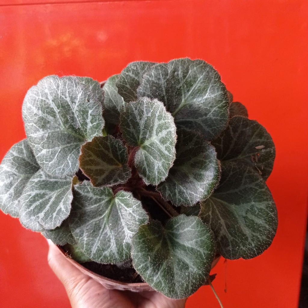 Bunga Begonia Strawberry Cantik Murah