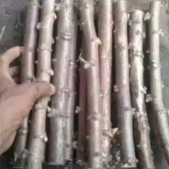 Bibit singkong / ketela pohon