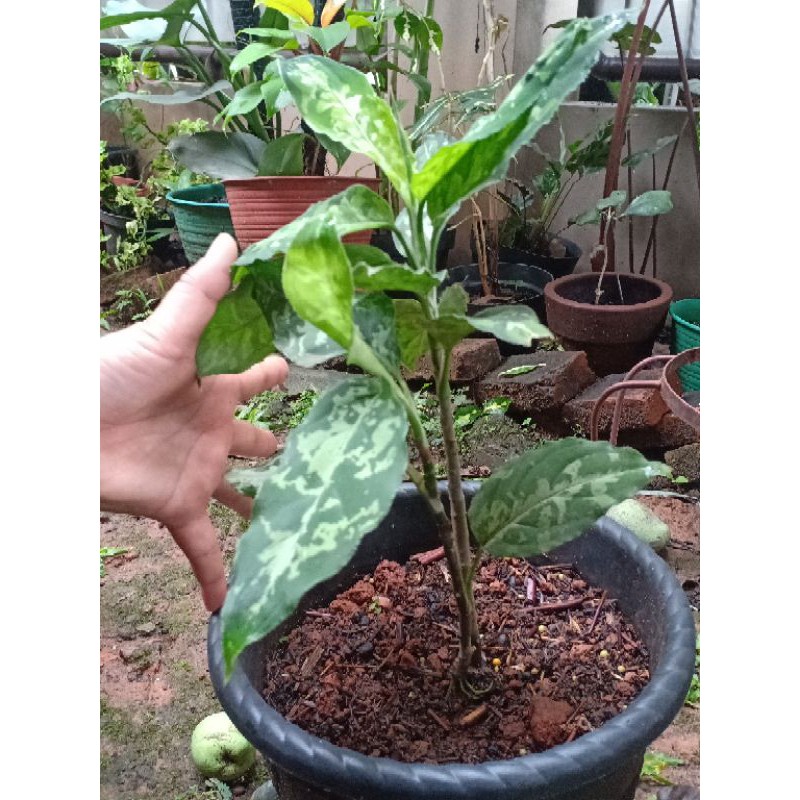 aglonema pictum tricolor dan bicolor (sepaket)