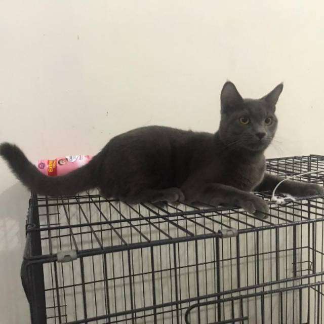 Kucing British ShortHair BSH male  Shopee Indonesia