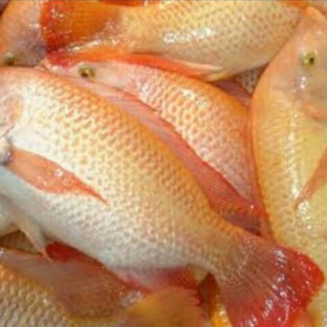 

ikan nila hidup