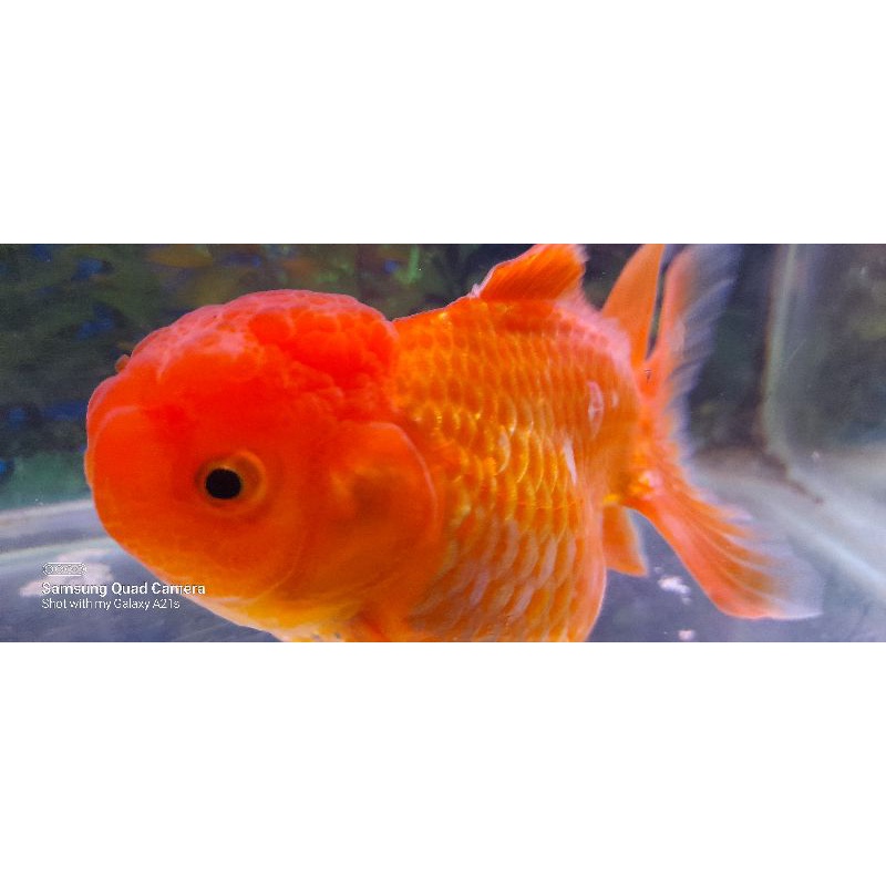 

ikan oranda full merah