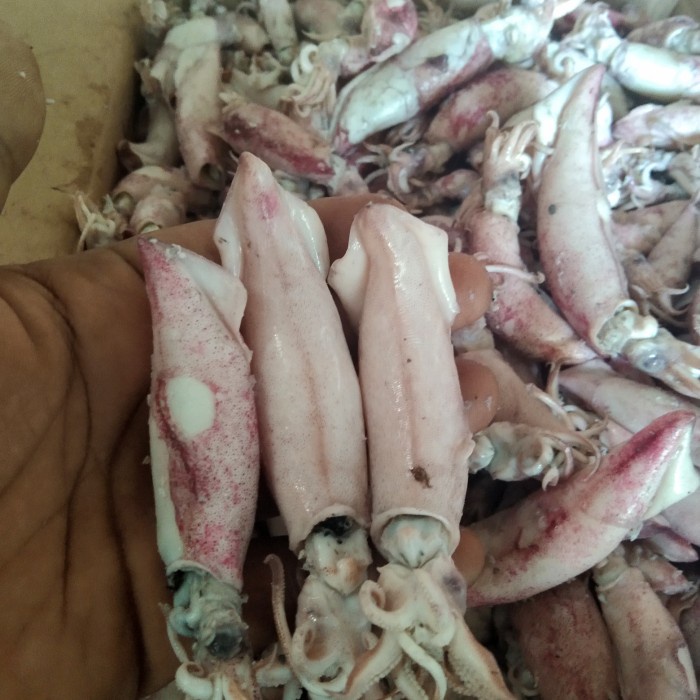 

Cumi asin telor 1kg/cumi asin jarum/cumi asin rebus