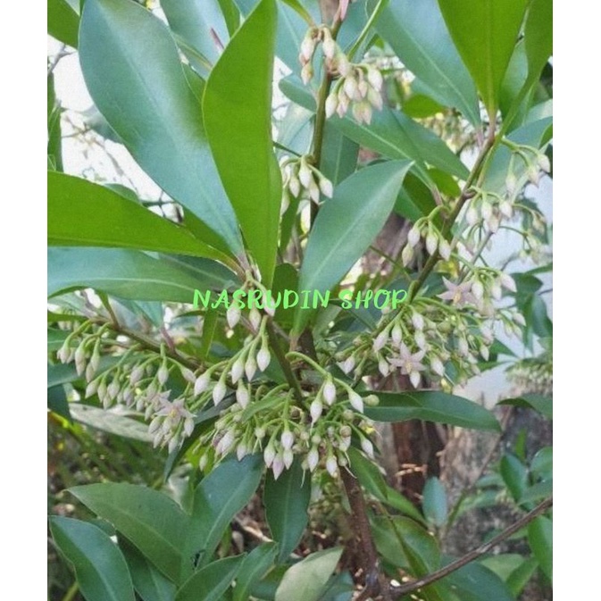 

[Fresh] DAUN LEMPENI 1KG / DAUN LAMPENI SEGAR / ARDISIA ELLIPTICA / BUNI HUNI KERATON