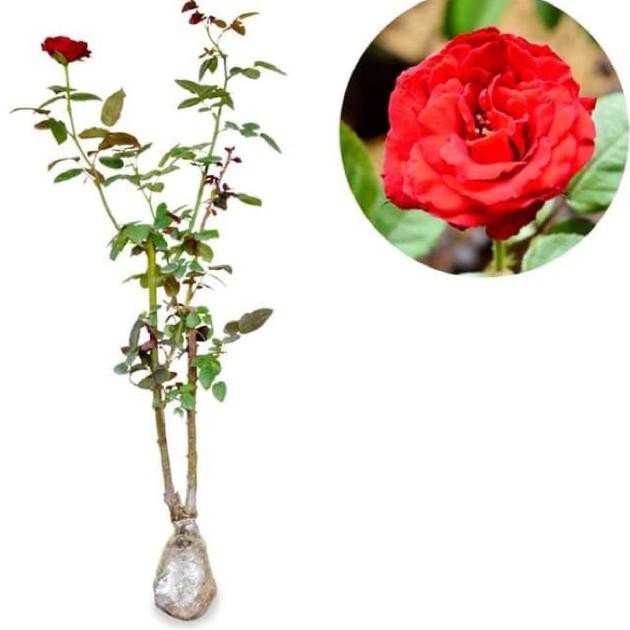 Bibit Tanaman Hias Mawar Potong / Mawar Holland Sabang