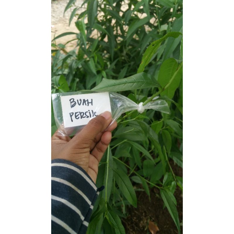 bibit buah persik.
