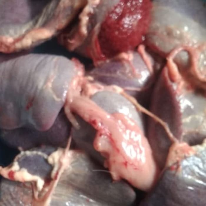 Limpa Kambing 1/2kg