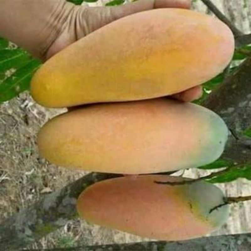 

mangga super gold isi 4