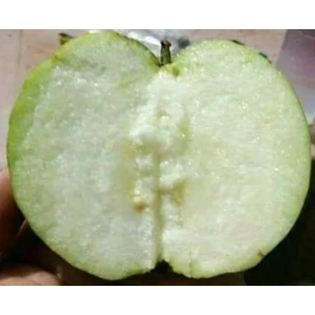 BIBIT BUAH JAMBU BIJI SIUMIK PALA CANGKOK