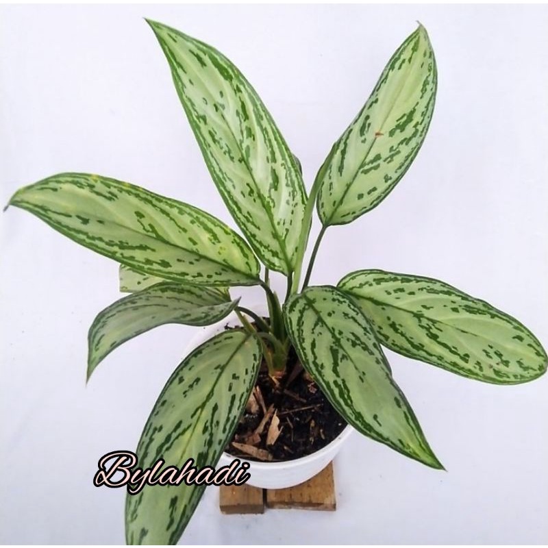 Sri rejeki /silver queen