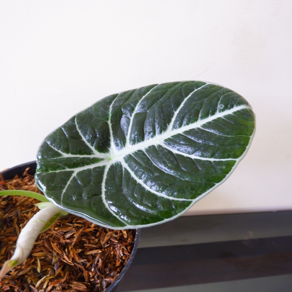 Alokasia Black Velvet - Keladi - Alocasia - Tanaman Hias