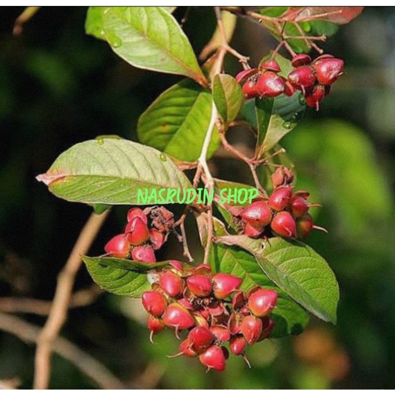 

DAUN MEMPELAS SEGAR LANGSUNG PETIK / TETRACERA INDICA / DAUN MAMPELAS