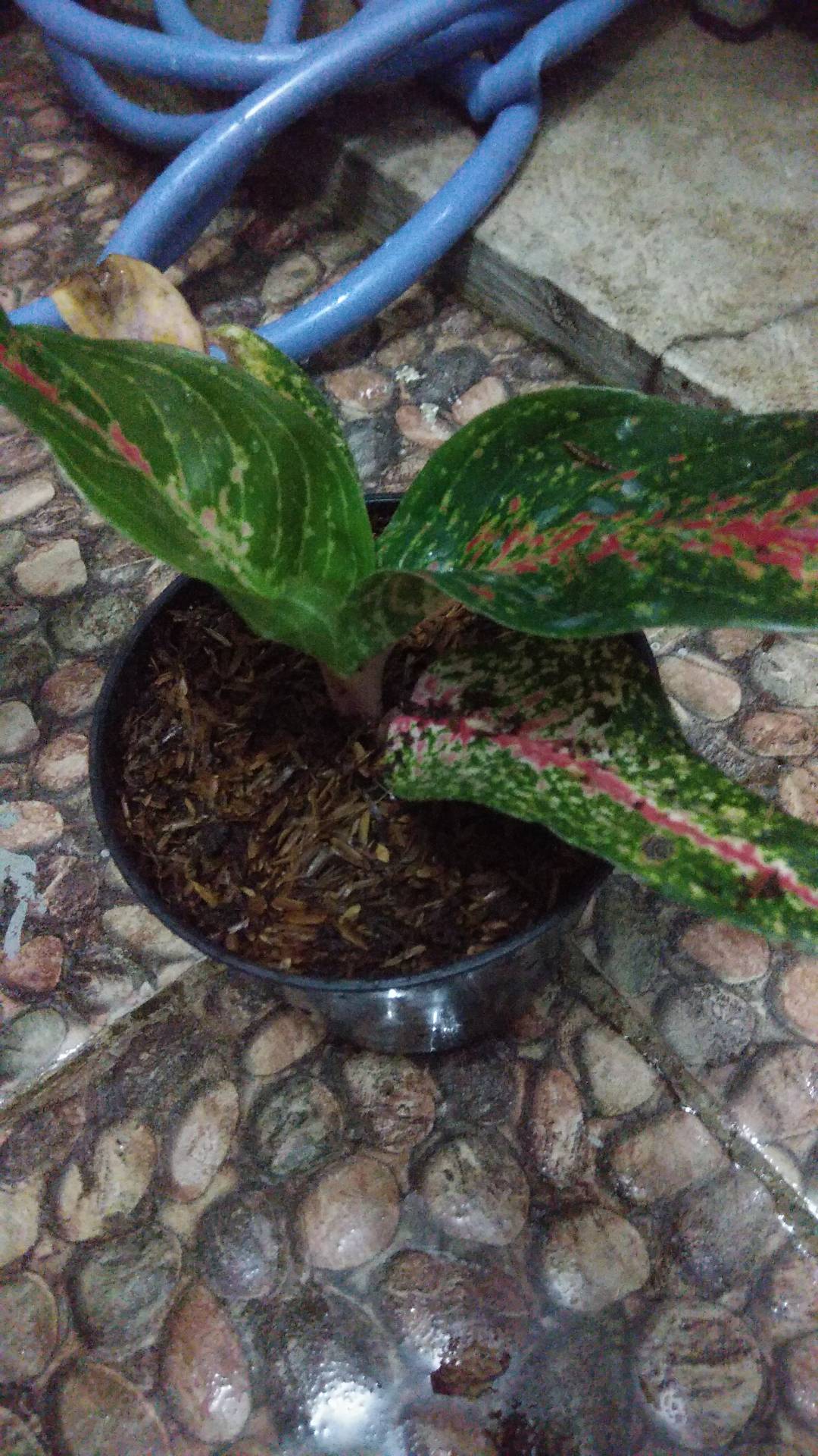 Aglonema Hot Lady