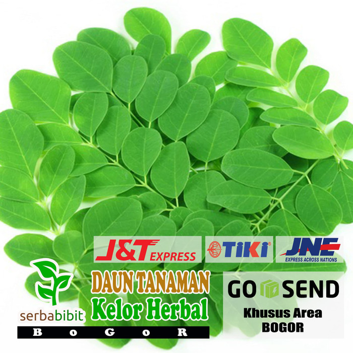 

Daun Kelor Segar 500 gram - Basah Fresh Obat Herbal