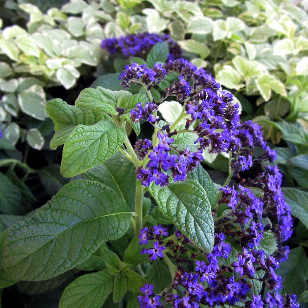 PlantaSeed - 10 Seeds - Heliotrope Marine Biji Benih Bunga - PAS0222