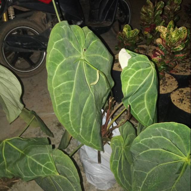 Anthurium kuping gajah jumbo