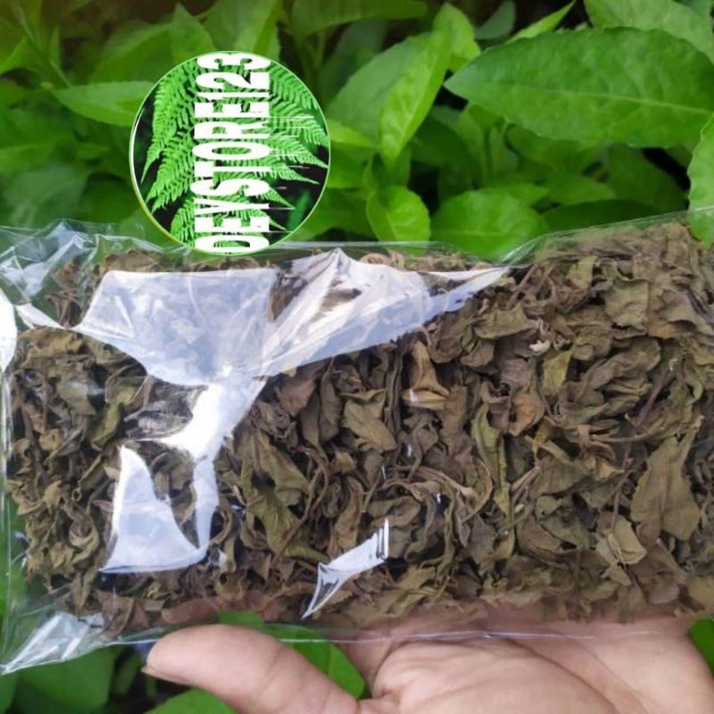 

daun beluntas kering asli 200 grm