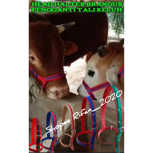 HEAD HALTER Brangus pengganti Tali keluh COD