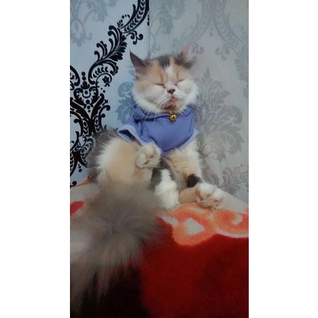 SWEATER KUCING