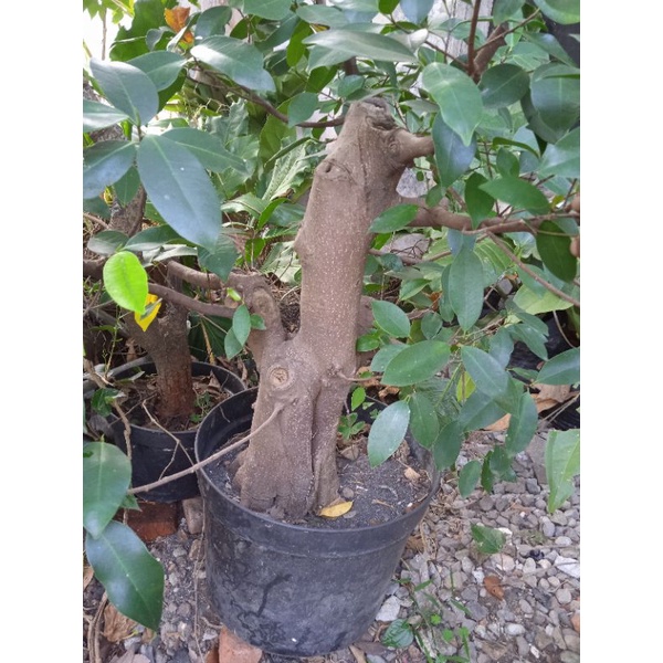 Bahan Bonsai Ficus Iprik Besar