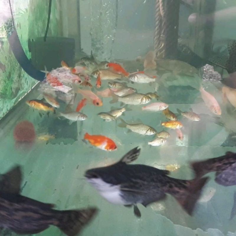 Ikan Colombian Catfish